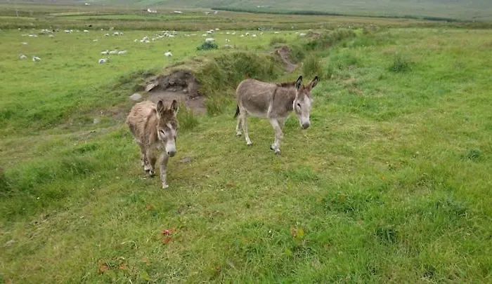 Skellig View Sunset Cliffs View Apartment *